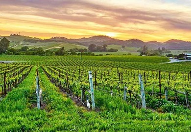 Vineyard at sunset, California Vineyard at sunset, California