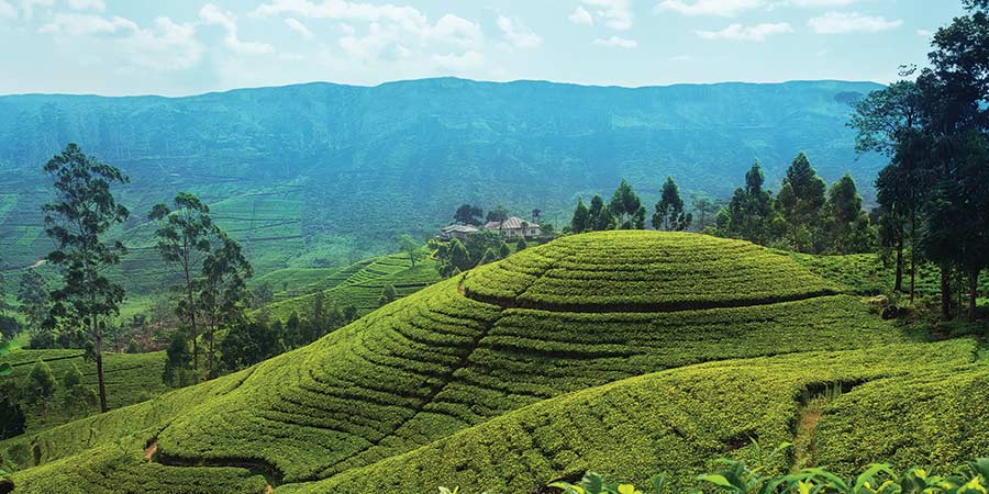 Tea plantation in Sri Lanka.